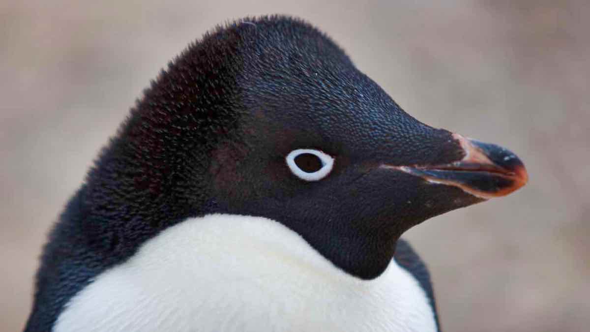 PenguinWorld
