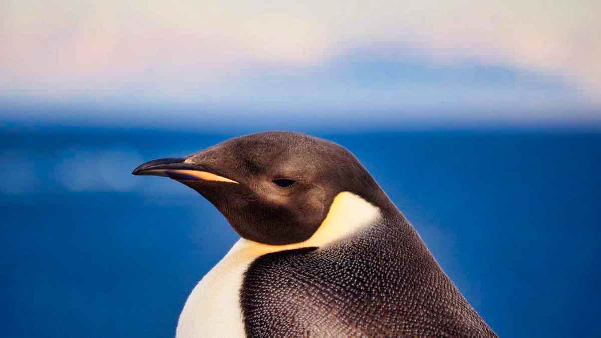PenguinWorld