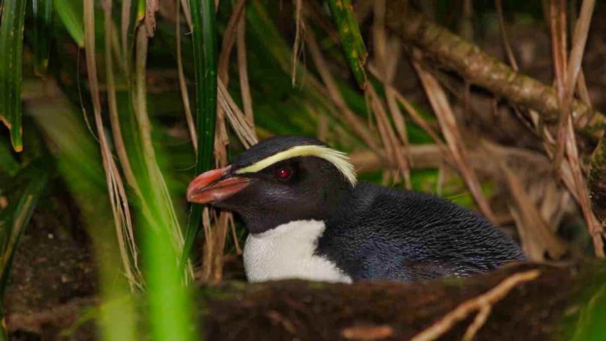 PenguinWorld