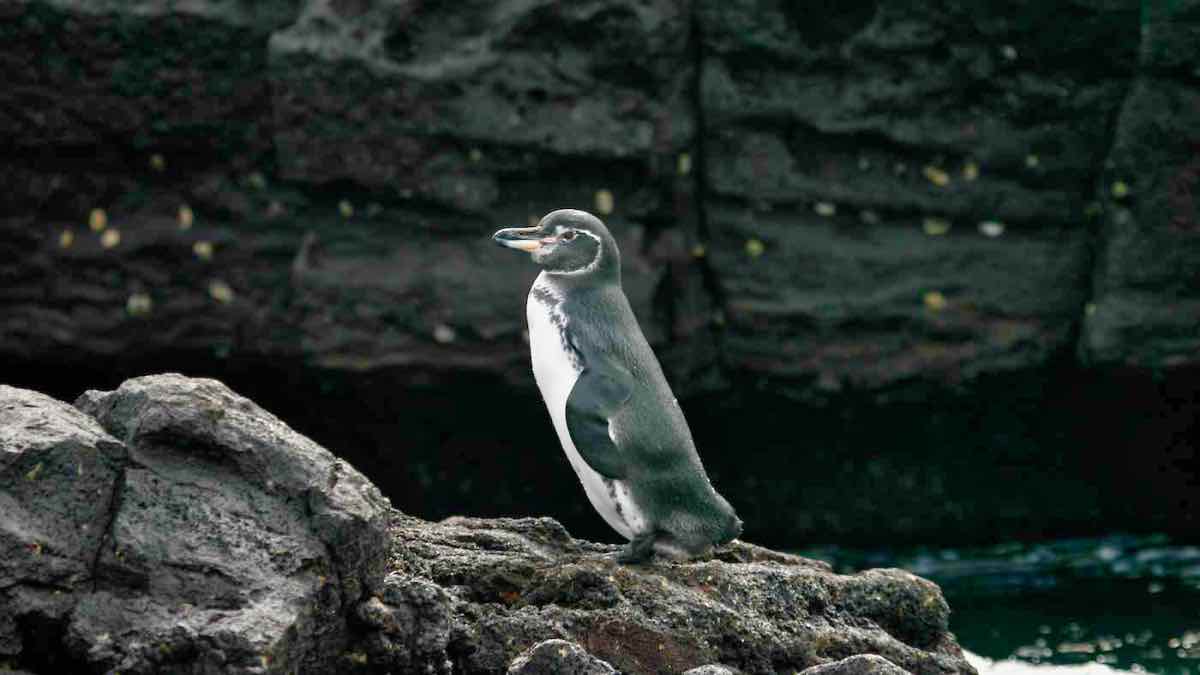 PenguinWorld