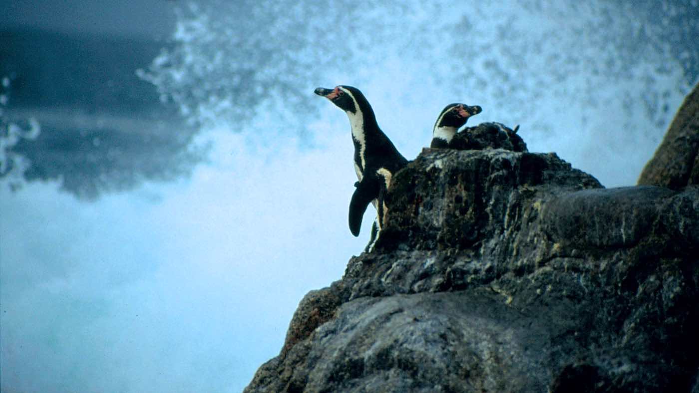 PenguinWorld