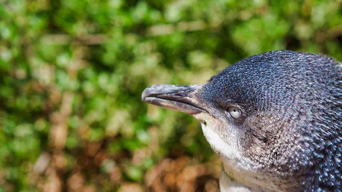 PenguinWorld
